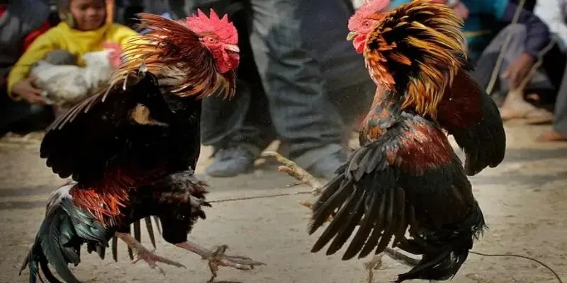 Đá Gà 88BET - Đấu Trường Rực Lửa Thu Hút Hơn 50000 Kê Thủ Các hình thức thi đấu tại đá gà 88BET rất đa dạng